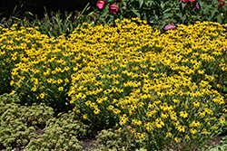 American Gold Rush Coneflower (Rudbeckia 'American Gold Rush') at Carleton Place Nursery