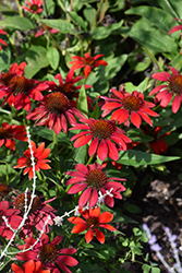 Artisan Red Ombre Coneflower (Echinacea 'PAS1257973') at Carleton Place Nursery