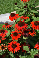 Sombrero Sangrita Coneflower (Echinacea 'Balsomanita') at Carleton Place Nursery