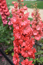 Red Lark Larkspur (Delphinium 'Red Lark') at Carleton Place Nursery