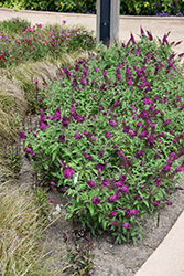 Chrysalis Cranberry Butterfly Bush (Buddleia 'Balchryran') at Carleton Place Nursery