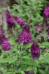 Chrysalis Cranberry Butterfly Bush (Buddleia 'Balchryran') at Carleton Place Nursery