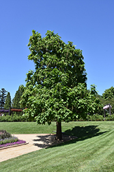 Northern Catalpa (Catalpa speciosa) at Carleton Place Nursery