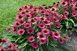 Kismet Raspberry Coneflower (Echinacea 'TNECHKR') at Carleton Place Nursery