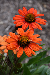 Kismet Red Coneflower (Echinacea 'TNECHKRD') at Carleton Place Nursery