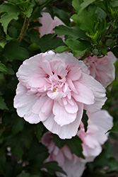 Pink Chiffon Rose of Sharon (Hibiscus syriacus 'JWNWOOD4') at Carleton Place Nursery