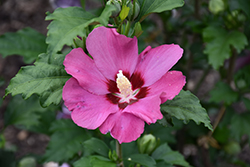 Paraplu Rouge Rose of Sharon (Hibiscus syriacus 'Minsyrou17') at Carleton Place Nursery