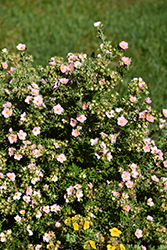 Pink Beauty Potentilla (Potentilla fruticosa 'Pink Beauty') at Carleton Place Nursery
