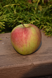 Prairie Magic Apple (Malus 'Prairie Magic') at Carleton Place Nursery