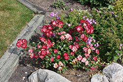 Never Alone Rose (Rosa 'CNLA 362') at Carleton Place Nursery