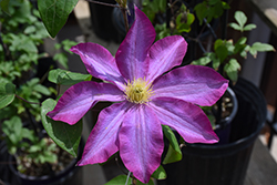 Pink Champagne Clematis (Clematis 'Pink Champagne') at Carleton Place Nursery