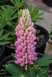 Mini Gallery Pink Bicolor Lupine (Lupinus 'Mini Gallery Pink Bicolor') at Carleton Place Nursery