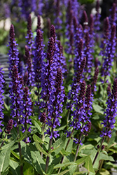 Violet Profusion Meadow Sage (Salvia nemorosa 'Violet Profusion') at Carleton Place Nursery
