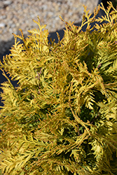 Lemon Burst Arborvitae (Thuja occidentalis 'RUTTHU3') at Carleton Place Nursery
