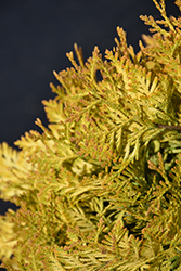 Lemon Burst Arborvitae (Thuja occidentalis 'RUTTHU3') at Carleton Place Nursery
