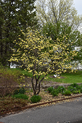 Butterflies Magnolia (Magnolia 'Butterflies') at Carleton Place Nursery
