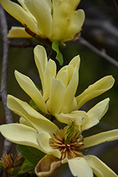 Butterflies Magnolia (Magnolia 'Butterflies') at Carleton Place Nursery