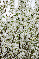 Spring Snow Flowering Crab (Malus 'Spring Snow') at Carleton Place Nursery