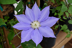 H.F. Young Clematis (Clematis 'H.F. Young') at Carleton Place Nursery
