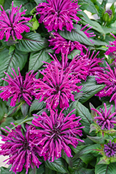 Rockin' Raspberry Beebalm (Monarda 'Rockin' Raspberry') at Carleton Place Nursery