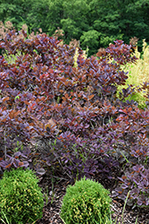 Velveteeny Purple Smokebush (Cotinus coggygria 'Cotsidh5') at Carleton Place Nursery