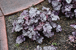Northern Exposure Silver Coral Bells (Heuchera 'TNHEUNES') at Carleton Place Nursery
