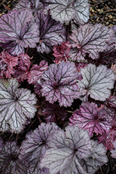 Northern Exposure Silver Coral Bells (Heuchera 'TNHEUNES') at Carleton Place Nursery