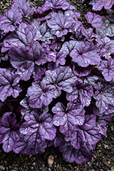 Dolce Wildberry Coral Bells (Heuchera 'Wildberry') at Carleton Place Nursery