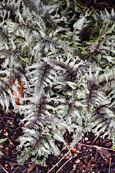 Crested Surf Japanese Painted Fern (Athyrium niponicum 'Crested Surf') at Carleton Place Nursery