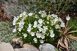 Rapido White Bellflower (Campanula carpatica 'Rapido White') at Carleton Place Nursery