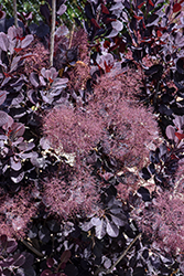 Velveteeny Purple Smokebush (Cotinus coggygria 'Cotsidh5') at Carleton Place Nursery