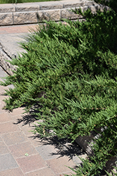 Tam Juniper (Juniperus sabina 'Tamariscifolia') at Carleton Place Nursery