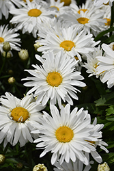 Whoops-A-Daisy Shasta Daisy (Leucanthemum x superbum 'Whoops-A-Daisy') at Carleton Place Nursery
