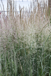 Variegated Reed Grass (Calamagrostis x acutiflora 'Overdam') at Carleton Place Nursery