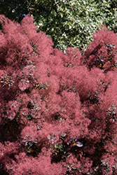 Royal Purple Smokebush (Cotinus coggygria 'Royal Purple') at Carleton Place Nursery
