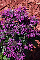 Rockin' Raspberry Beebalm (Monarda 'Rockin' Raspberry') at Carleton Place Nursery