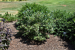 Pink Icing Blueberry (Vaccinium 'ZF06-079') at Carleton Place Nursery