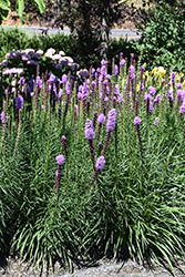 Kobold Blazing Star (Liatris spicata 'Kobold') at Carleton Place Nursery