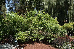 Northland Blueberry (Vaccinium corymbosum 'Northland') at Carleton Place Nursery