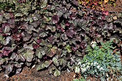 Northern Exposure Silver Coral Bells (Heuchera 'TNHEUNES') at Carleton Place Nursery