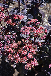 Thunderhead Stonecrop (Sedum 'Thunderhead') at Carleton Place Nursery