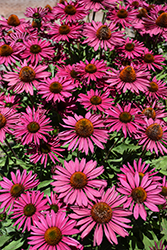 Kismet Raspberry Coneflower (Echinacea 'TNECHKR') at Carleton Place Nursery