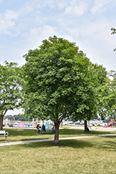 Ohio Buckeye (Aesculus glabra) at Carleton Place Nursery