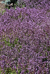 Lemon Thyme (Thymus x citriodorus) at Carleton Place Nursery