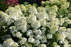 Bobo Hydrangea (Hydrangea paniculata 'ILVOBO') at Carleton Place Nursery