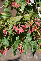 Flame Amur Maple (Acer ginnala 'Flame') at Carleton Place Nursery
