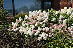 Bobo Hydrangea (Hydrangea paniculata 'ILVOBO') at Carleton Place Nursery