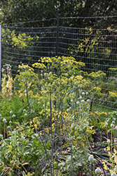 Dill (Anethum graveolens) at Carleton Place Nursery