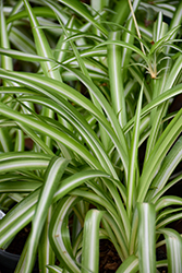 Variegated Spider Plant (Chlorophytum comosum 'Variegatum') at Carleton Place Nursery