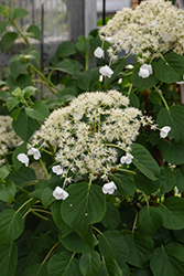 Climbing Hydrangea (Hydrangea anomala 'var. petiolaris') at Carleton Place Nursery